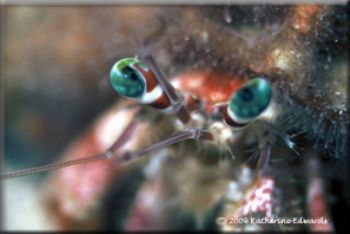 hermit crab malaysia by Katherine Edwards 